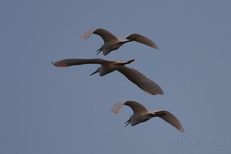 Great Blue Herons in flight 092008 265.jpg